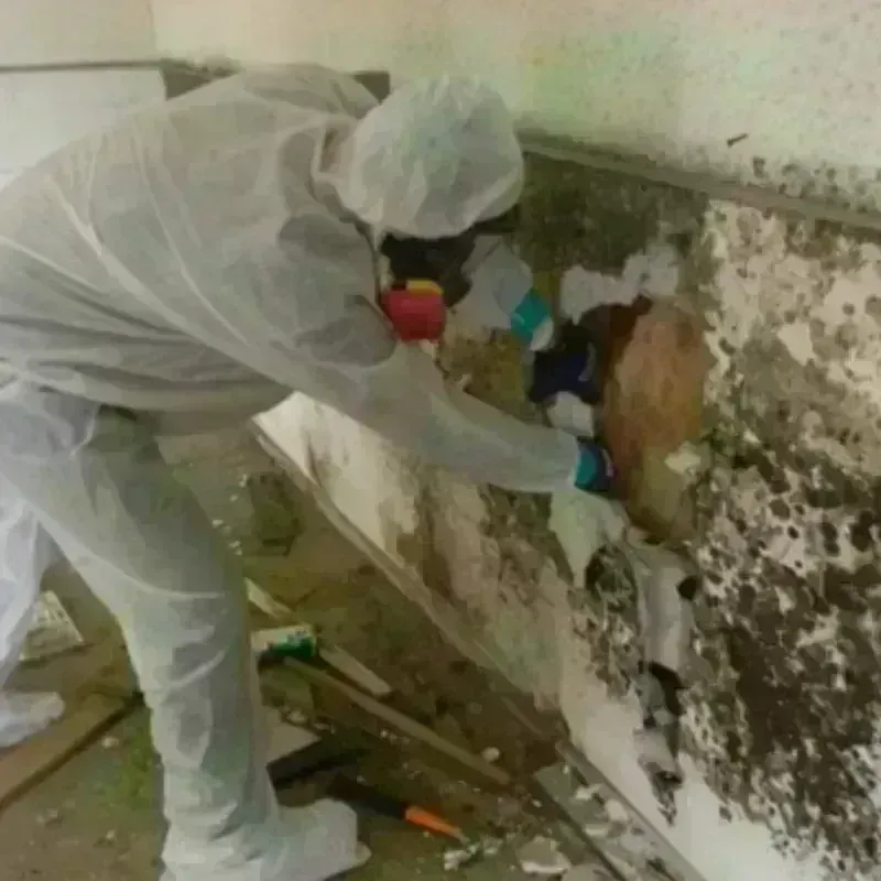 Mold Remediation and Removal in Dickson, TN